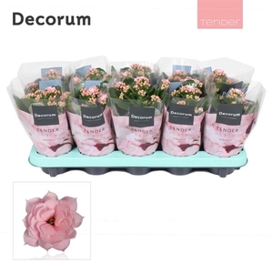 Kalanchoe blossfeldiana gevuld 'Serenity Softpink'