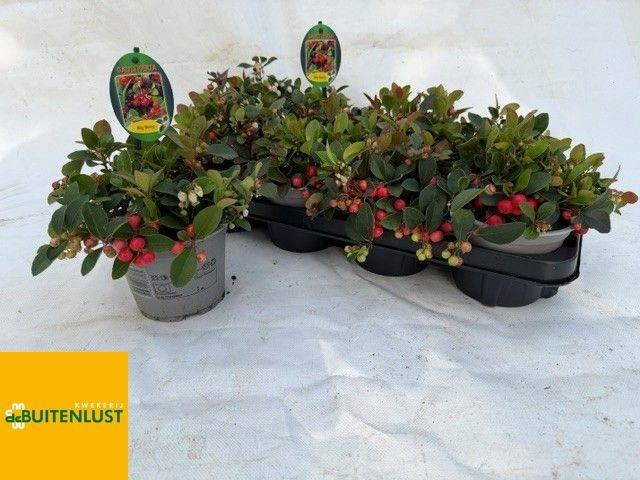 <h4>GAULTH PR BIG BERRY</h4>