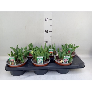 Tulipa DU   ...mix