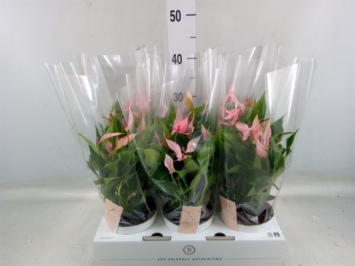 <h4>Anthurium andr. 'Lilli'</h4>