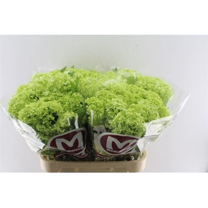 Viburnum Roseum 2/4 Bal