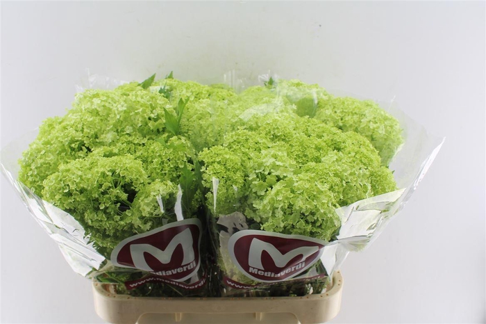 <h4>Viburnum Roseum 2/4 Bal</h4>