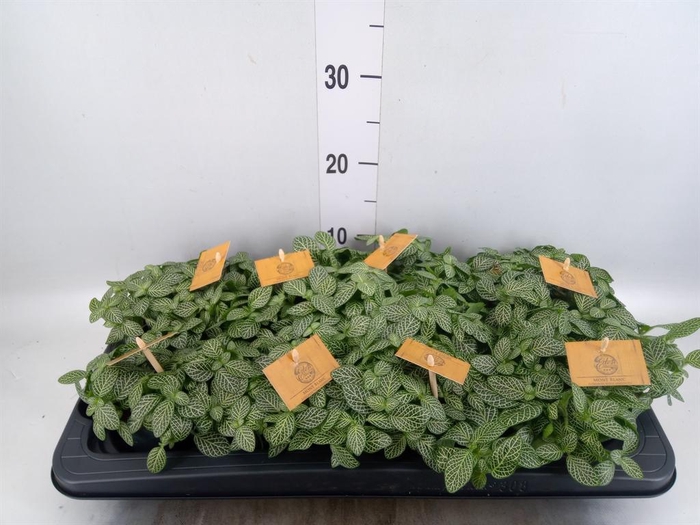 <h4>Fittonia verschaf.</h4>