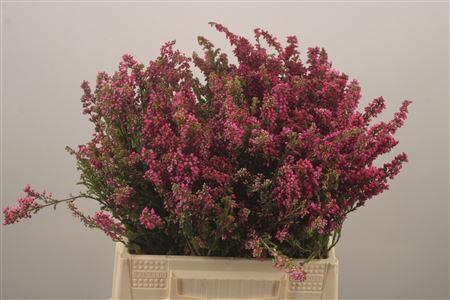 <h4>Kaaps Erica Pink</h4>