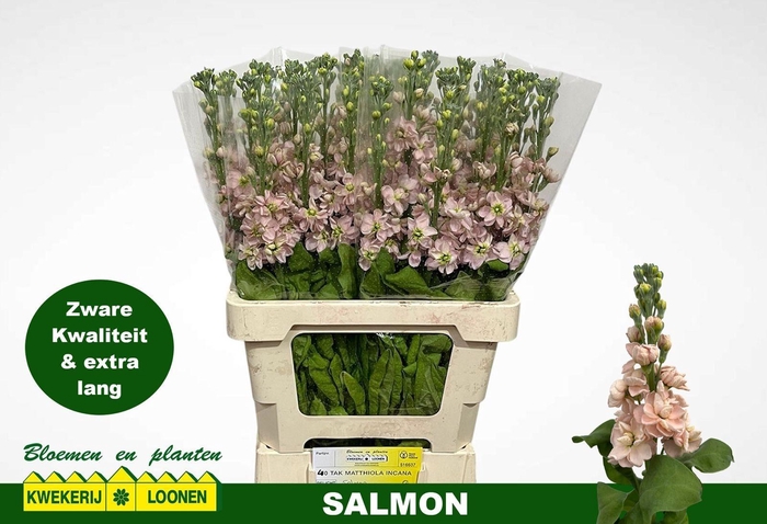 <h4>MATTH MILLA SALMON</h4>