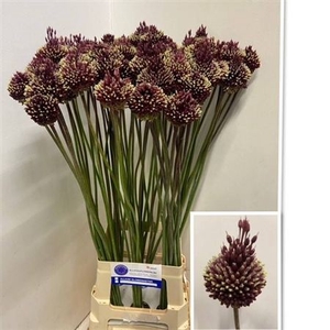 Allium Red Mohican