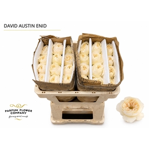 Rosa David Austin Enid