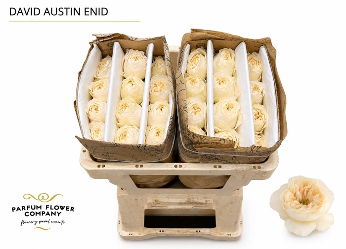 <h4>Rosa David Austin Enid</h4>