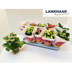 KAL GE PERF GEM 5 KL