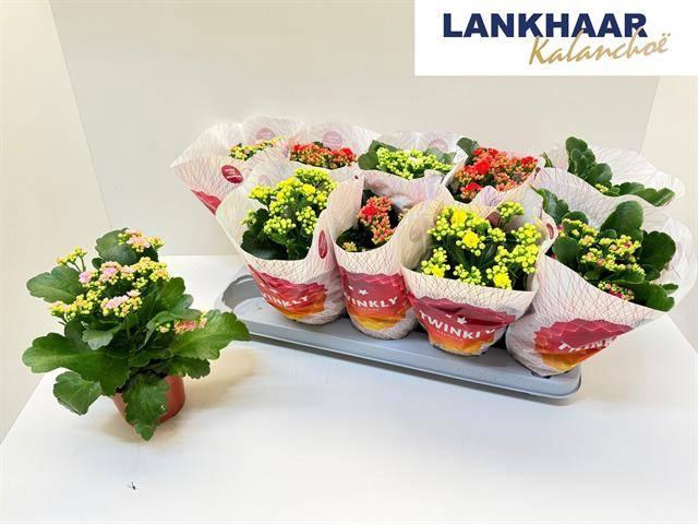 KAL GE PERF GEM 5 KL