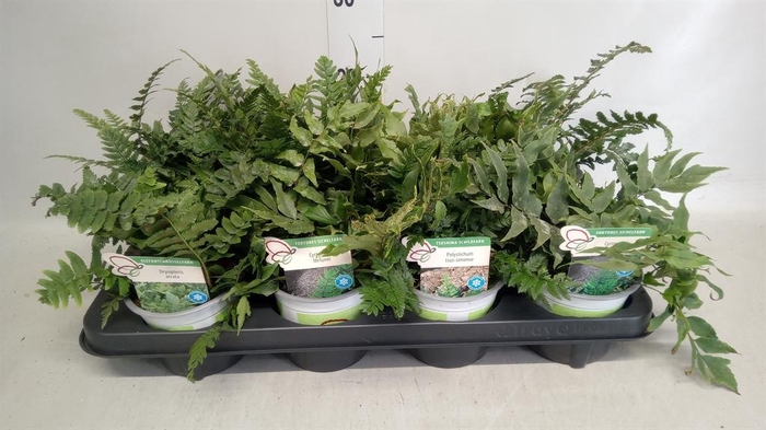 <h4>Ferns   ...</h4>