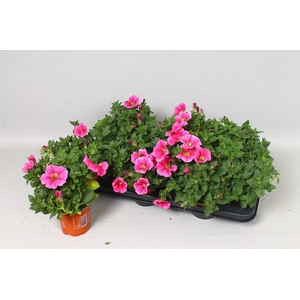 PET HOT PINK SURFINI