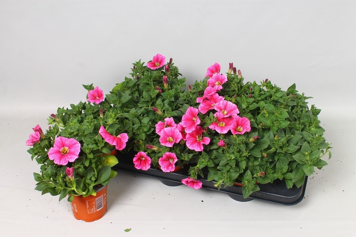 <h4>PET HOT PINK SURFINI</h4>