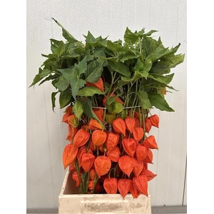 Physalis Lampion Tak