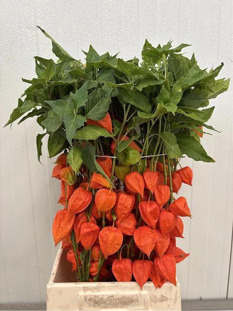 <h4>Physalis Lampion Tak</h4>