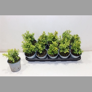 Buxu Sempervirens