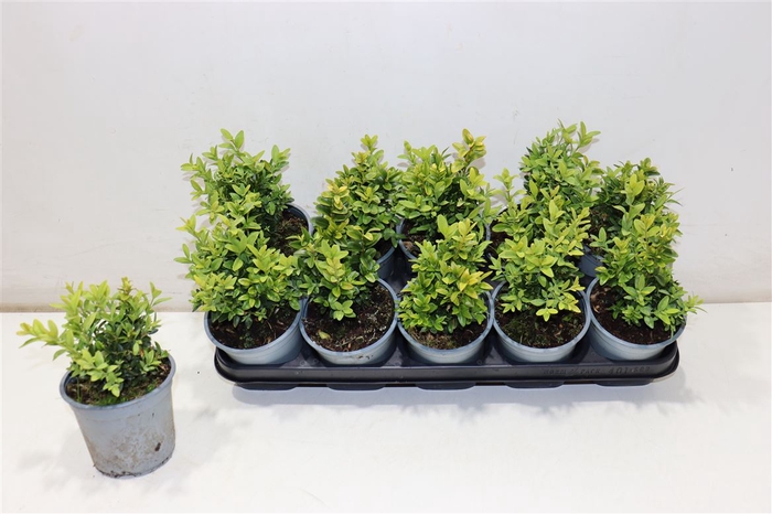 <h4>Buxu Sempervirens</h4>