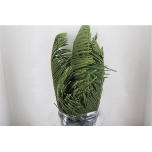 Araucaria Araucana P Bunch