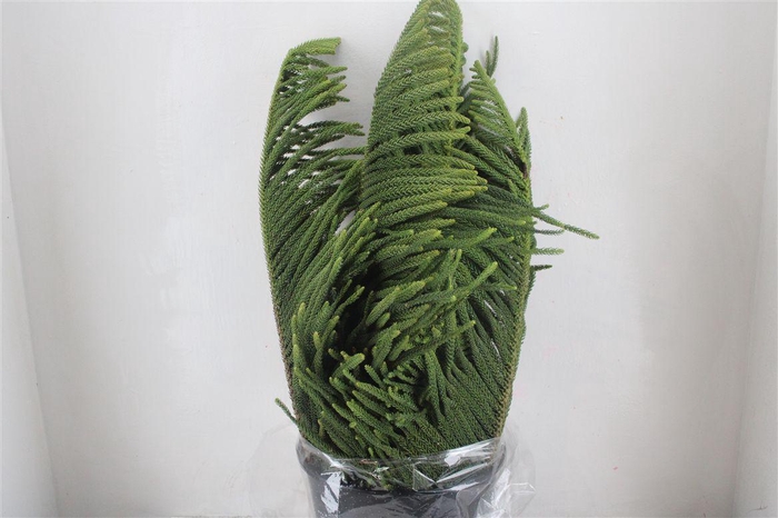 <h4>Araucaria Araucana P Bunch</h4>