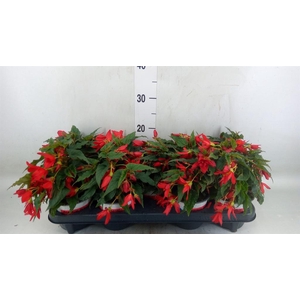 Begonia boliv. 'Beauvilia Red'