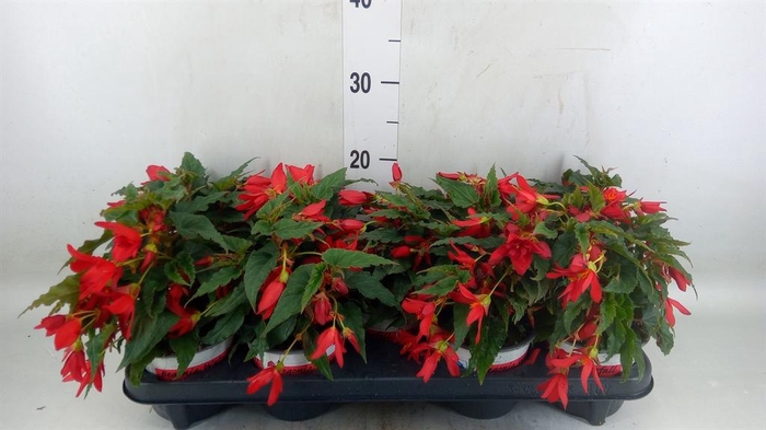 <h4>Begonia boliv. 'Beauvilia Red'</h4>