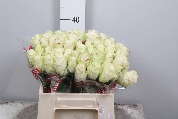 <h4>R Gr Athena</h4>