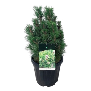 Pinus nigra 'Richard'