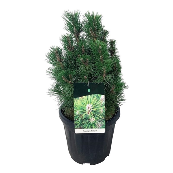 <h4>Pinus nigra 'Richard'</h4>