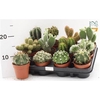 Cactus Gem