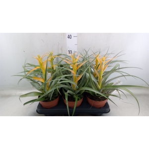 Tillandsia