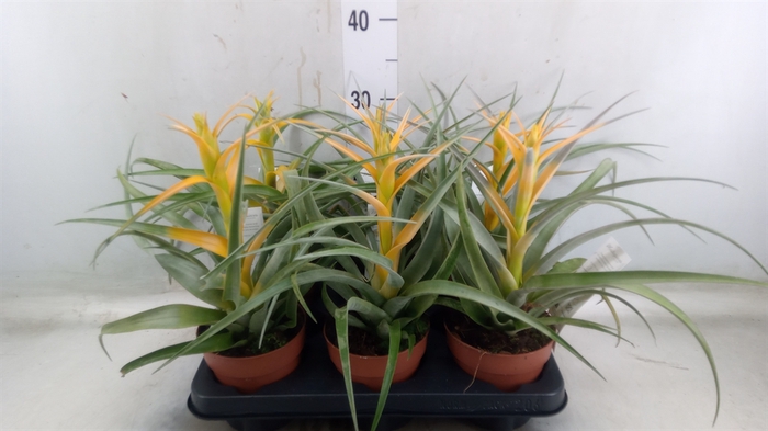 <h4>Tillandsia</h4>
