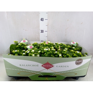 Kalanchoe blos. 'Asteria'