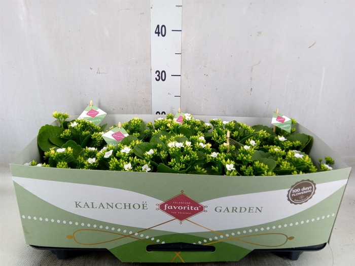 <h4>Kalanchoe blos. 'Asteria'</h4>