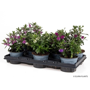 HEBE ANDERSONII p12 mix 4 colours