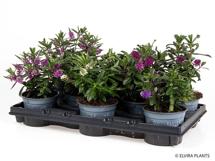 <h4>HEBE ANDERSONII p12 mix 4 colours</h4>
