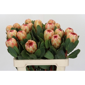 Protea Grandicolor
