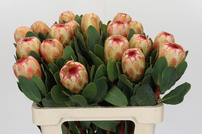 Protea Grandicolor