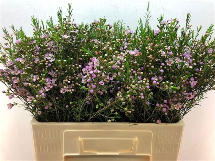 <h4>CHAME UN EARLY NIR</h4>