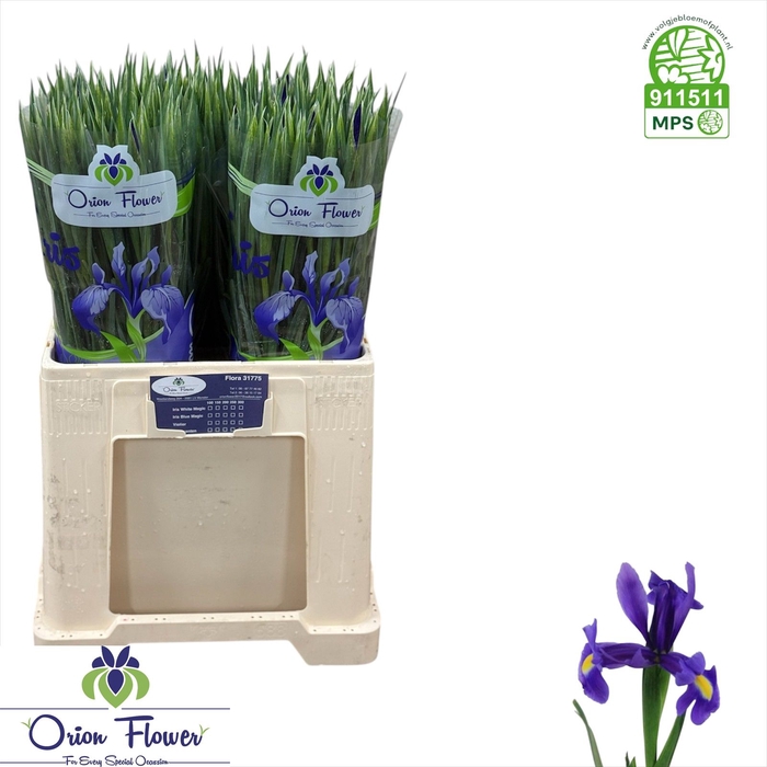 <h4>IRIS BLUE MAGIC</h4>