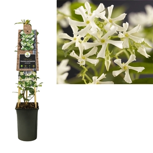 Trachelospermum jasminoides +3.0 label