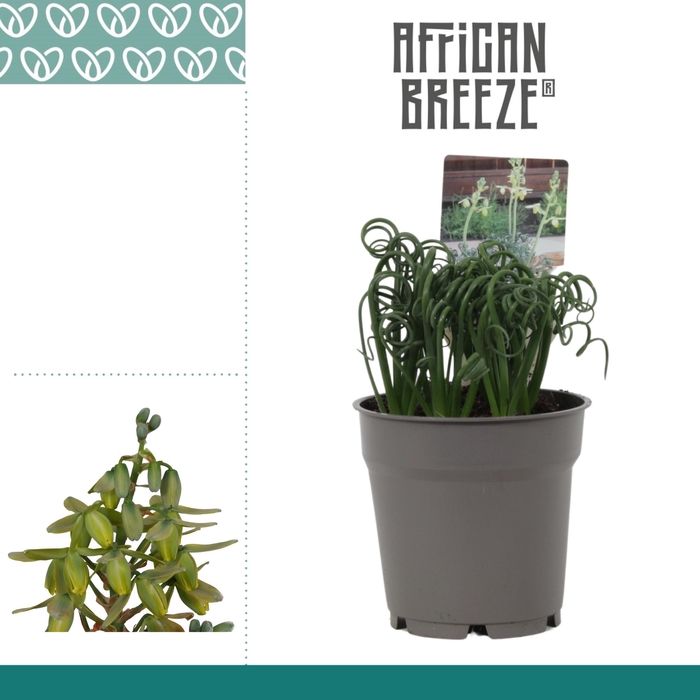 <h4>ALBUCA  FRIZ SIZZLE</h4>