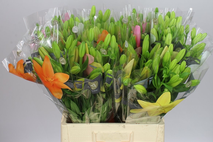 <h4>Lil La Bq Mix On 3 Bunch Lily</h4>