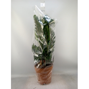 Zamioculcas zamiifolia