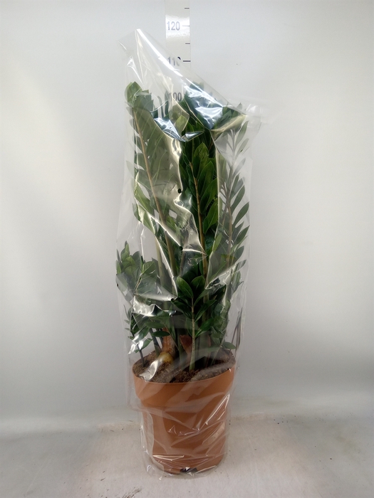 <h4>Zamioculcas zamiifolia</h4>