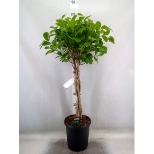 Ficus microcarpa 'Moclame'