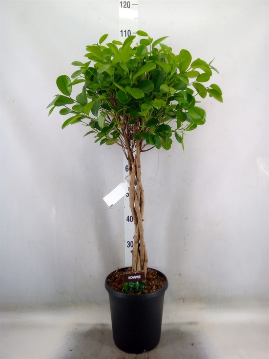 <h4>Ficus microcarpa 'Moclame'</h4>