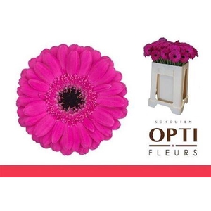 Ge Mi Anna MPS GAP,08 CM,(NL),(20)