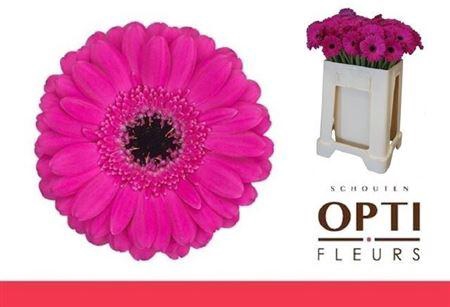 <h4>Ge Mi Anna MPS GAP,08 CM,(NL),(20)</h4>