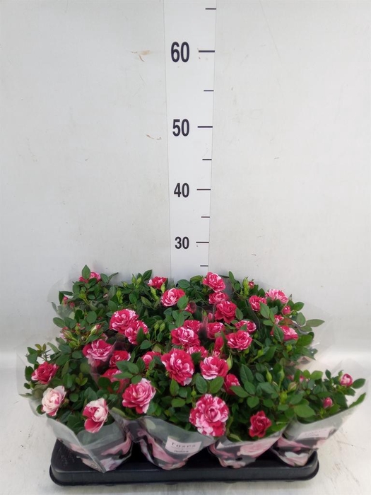 <h4>Rosa  'Gigi Parade'</h4>