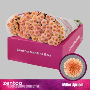 Chrysanten Chr S Miller Apricot
